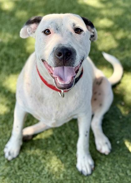 Leo, Adoptable, Young Male Pit Bull Terrier.