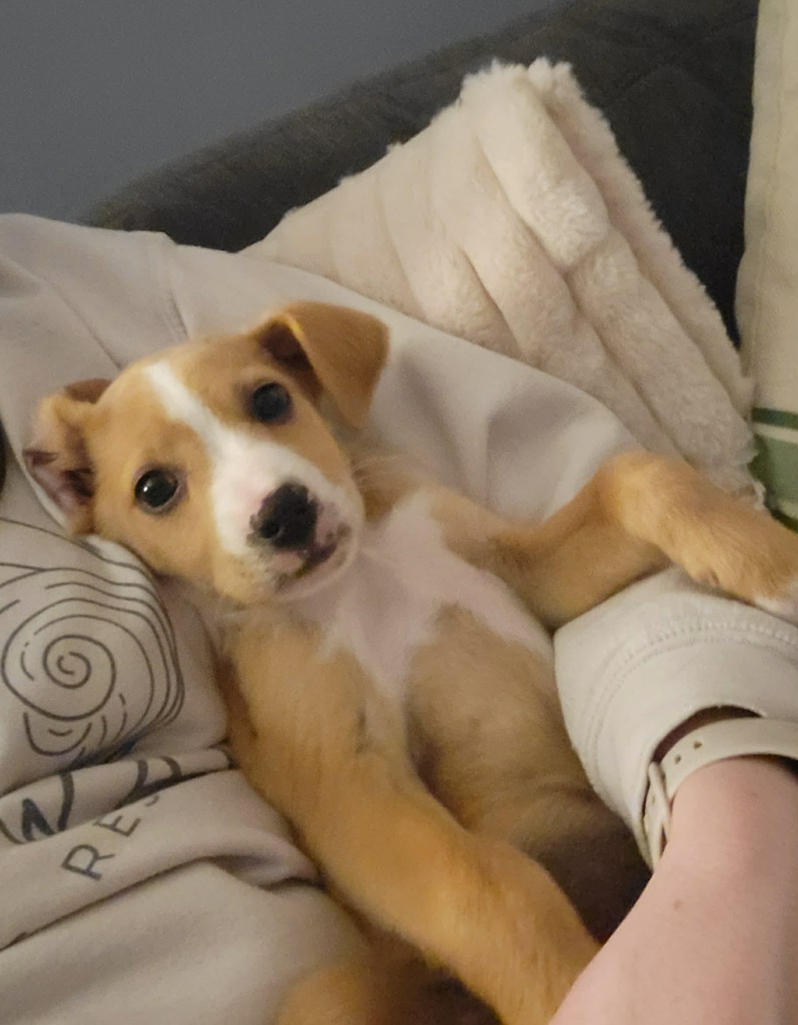 Enlarge Finn, a Adoptable mixed breed in Billerica, MA image 3/6