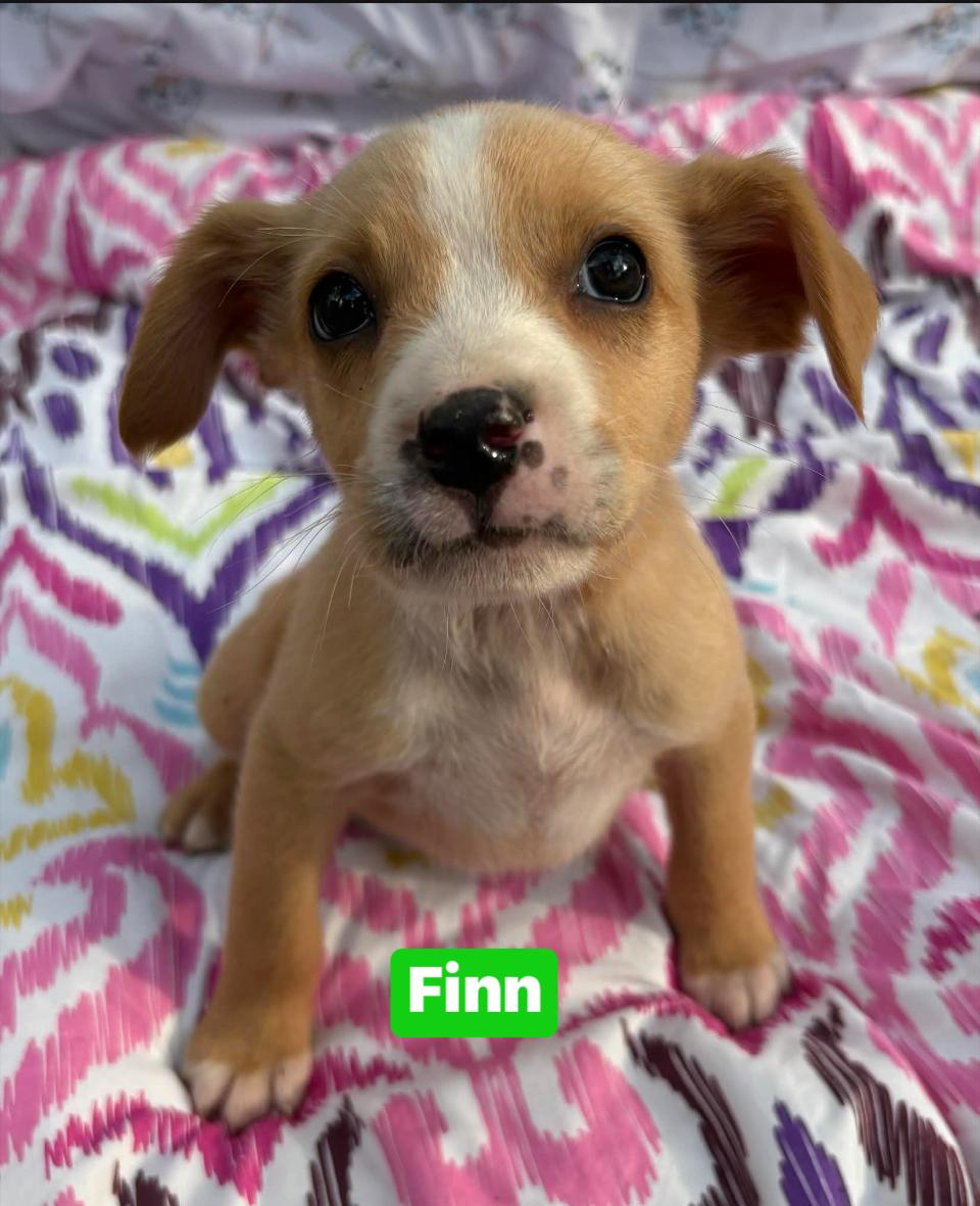 Finn, Adoptable, Puppy Male Golden Retriever.
