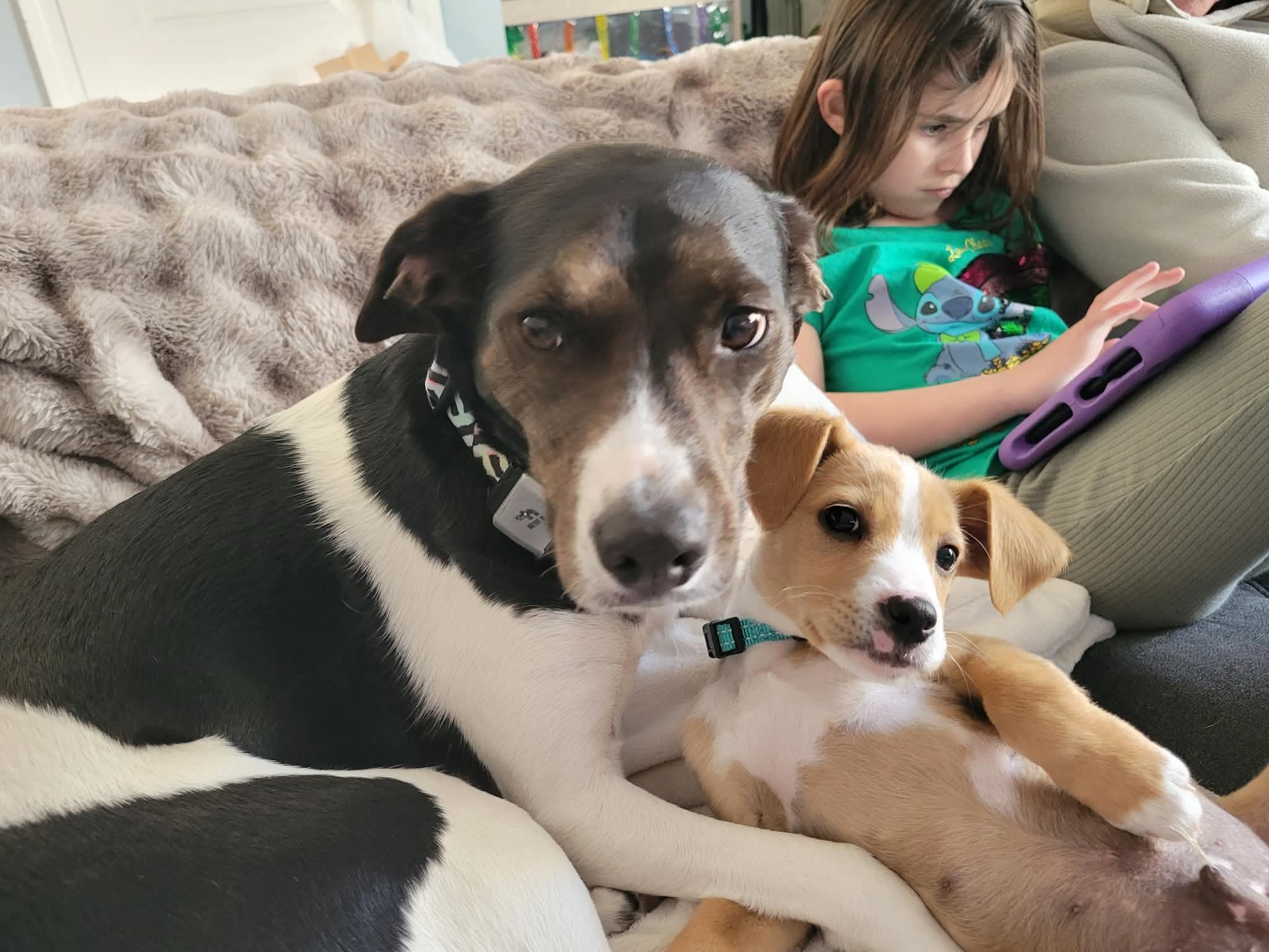 Enlarge Finn, a Adoptable mixed breed in Billerica, MA image 5/6