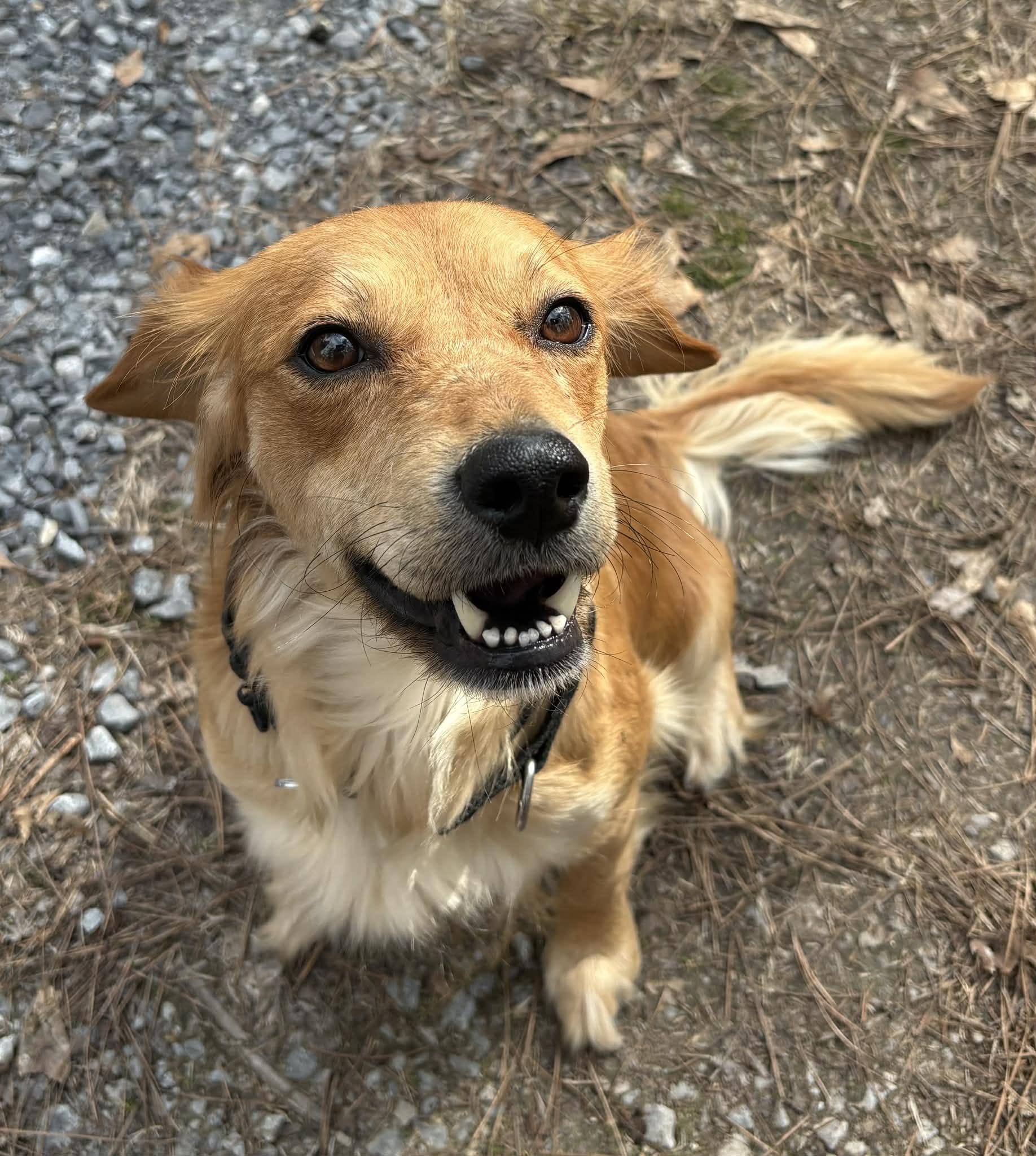 Enlarge Finn, a Adoptable mixed breed in Billerica, MA image 2/6