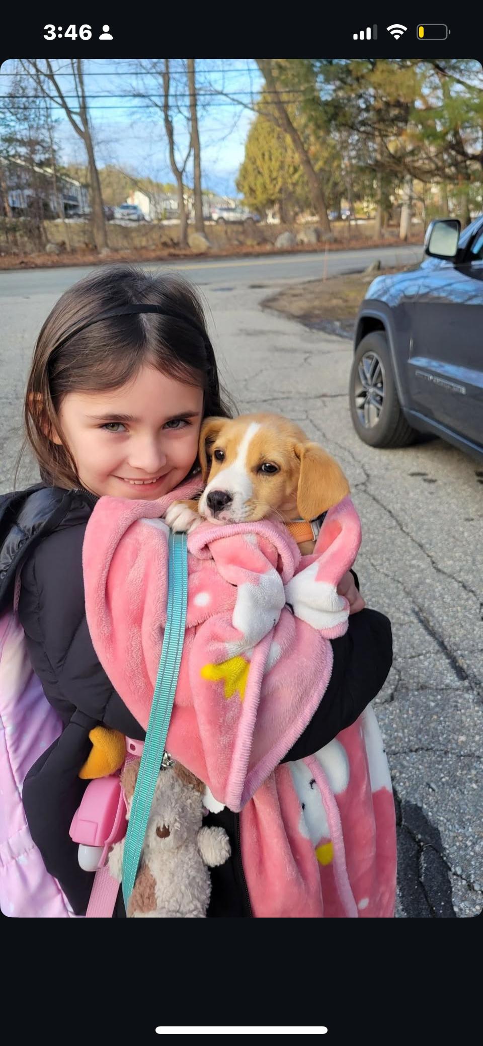 Enlarge Finn, a Adoptable mixed breed in Billerica, MA image 4/6