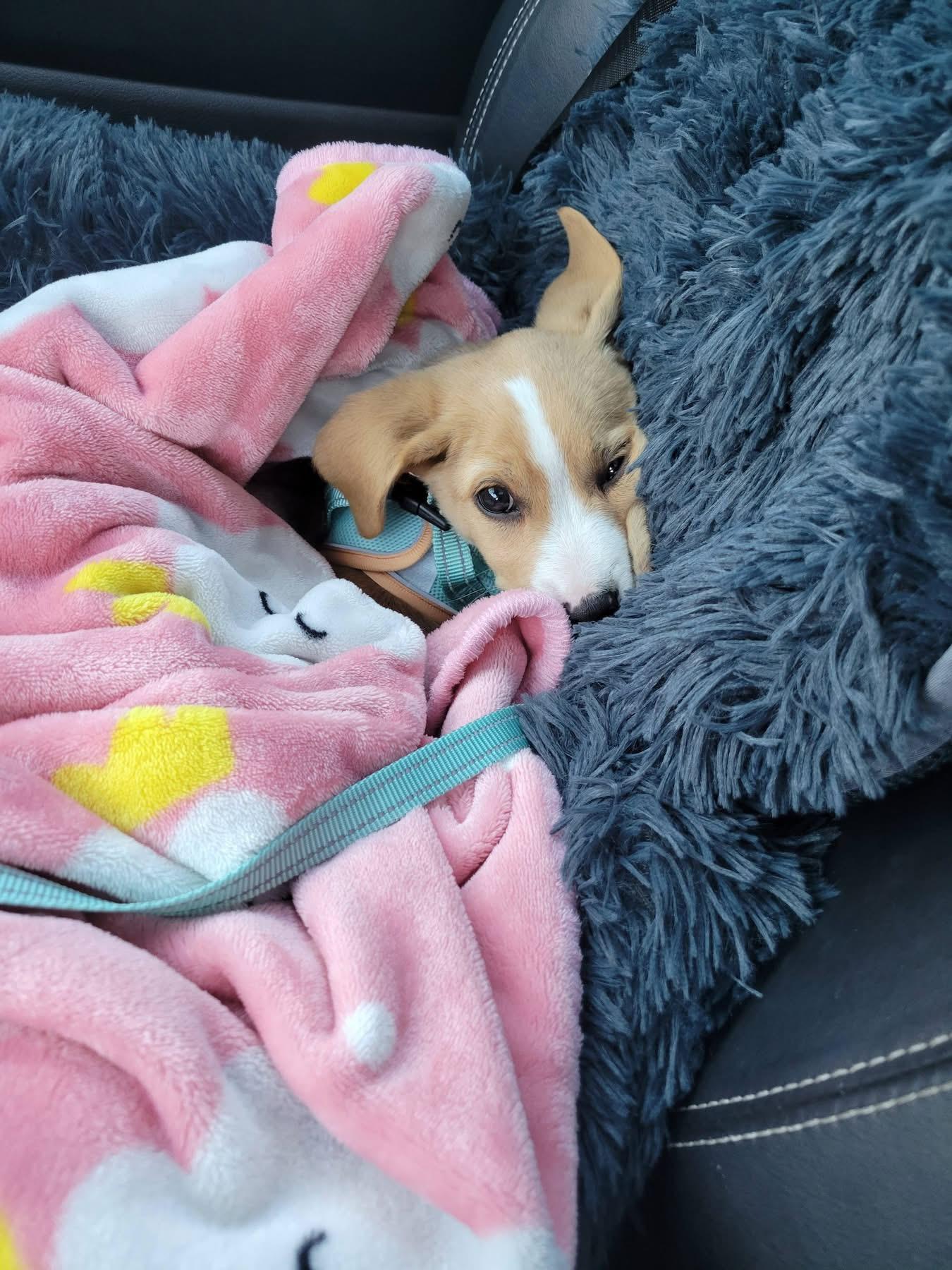 Enlarge Finn, a Adoptable mixed breed in Billerica, MA image 6/6