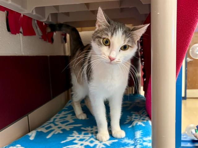 EVELYN, Adoptable, Adult Female Domestic Short Hair.