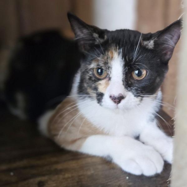 Enlarge Sharla, a Adoptable Domestic Short Hair in Concord, NH image 1/1