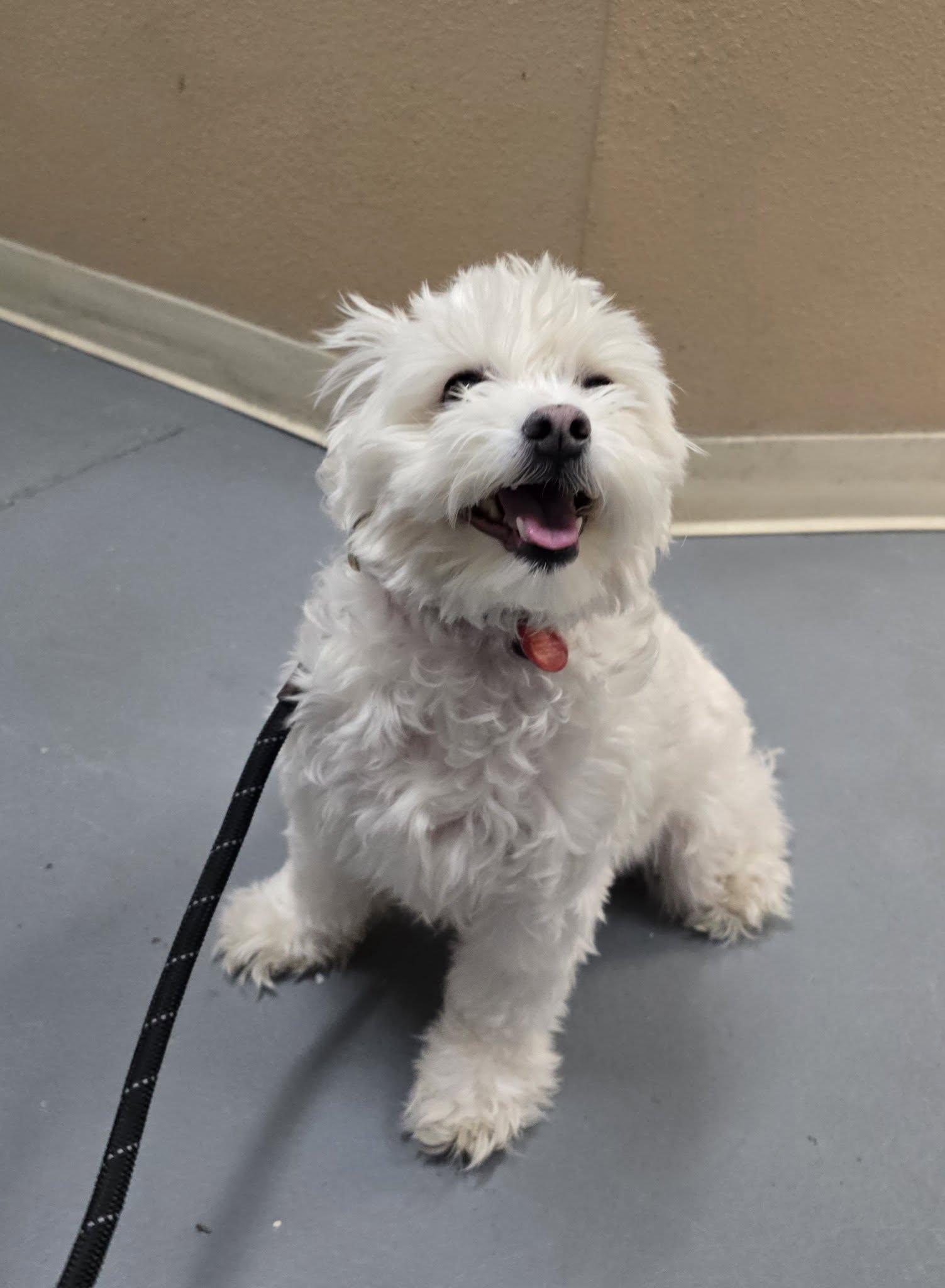 Enlarge Faith, a Adoptable mixed breed in Modesto, CA image 2/3