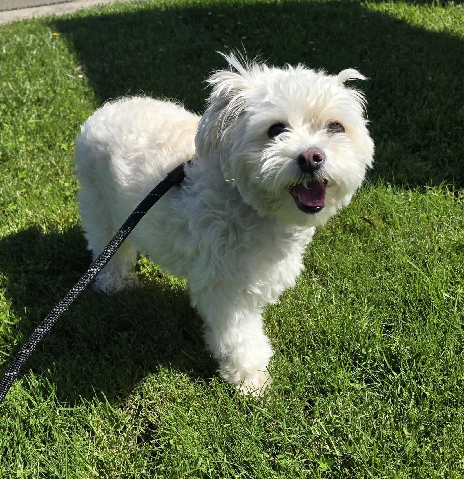 Enlarge Faith, a Adoptable mixed breed in Modesto, CA image 3/3