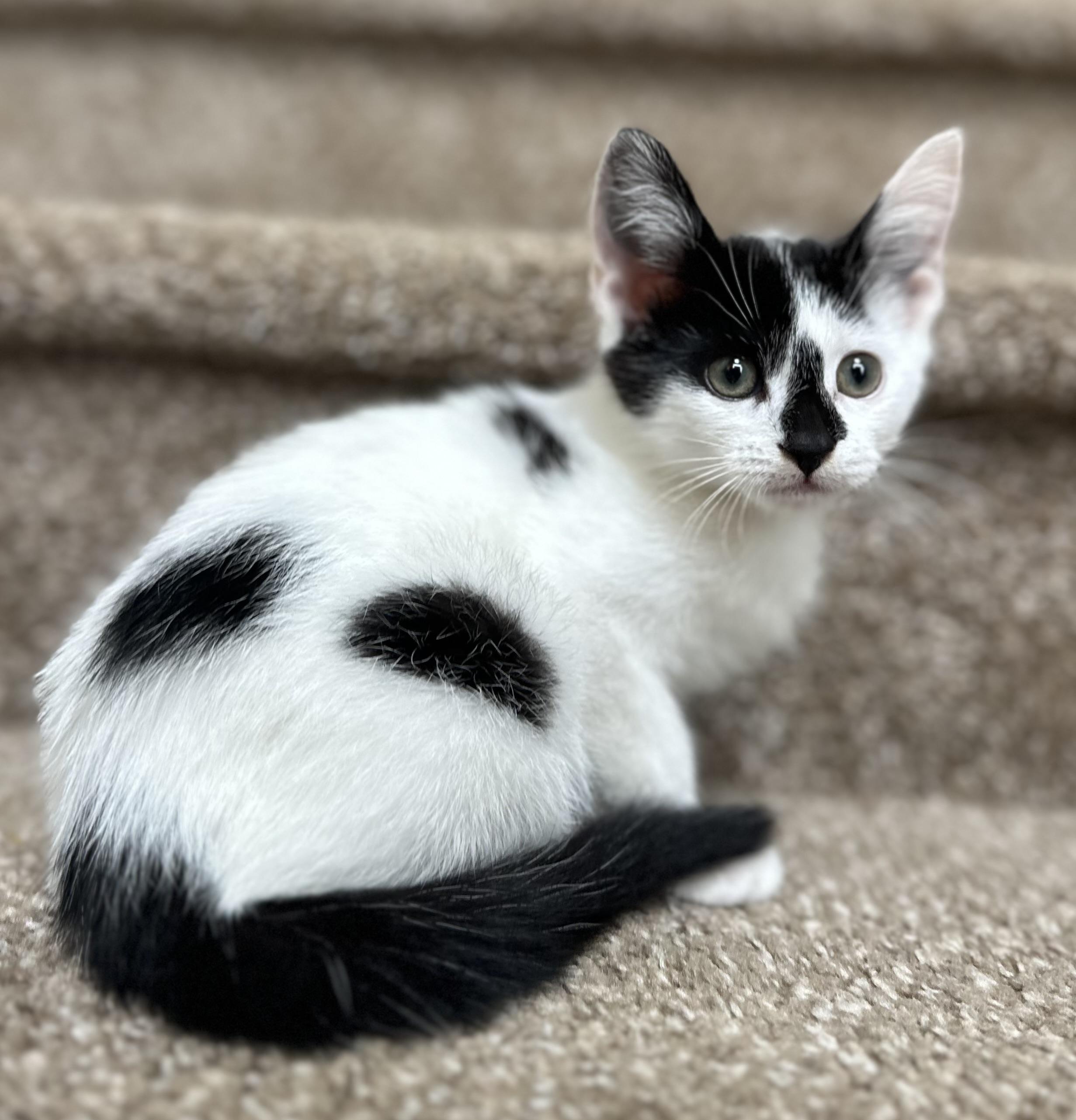 Madison, adopted, Kitten Female Domestic Short Hair.