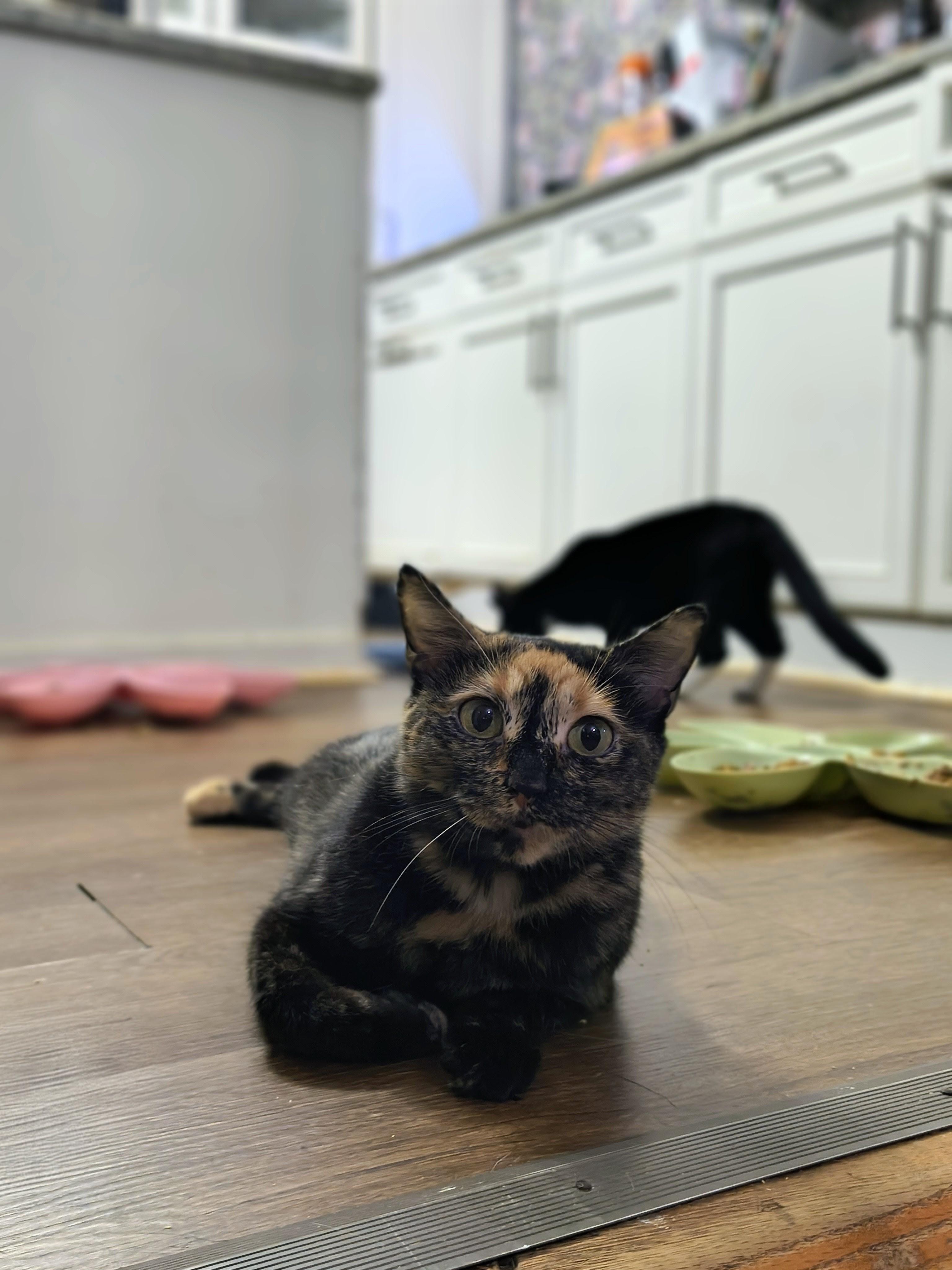 Enlarge Cindy, a Adoptable Domestic Short Hair in Fuauay Varina, NC image 1/2