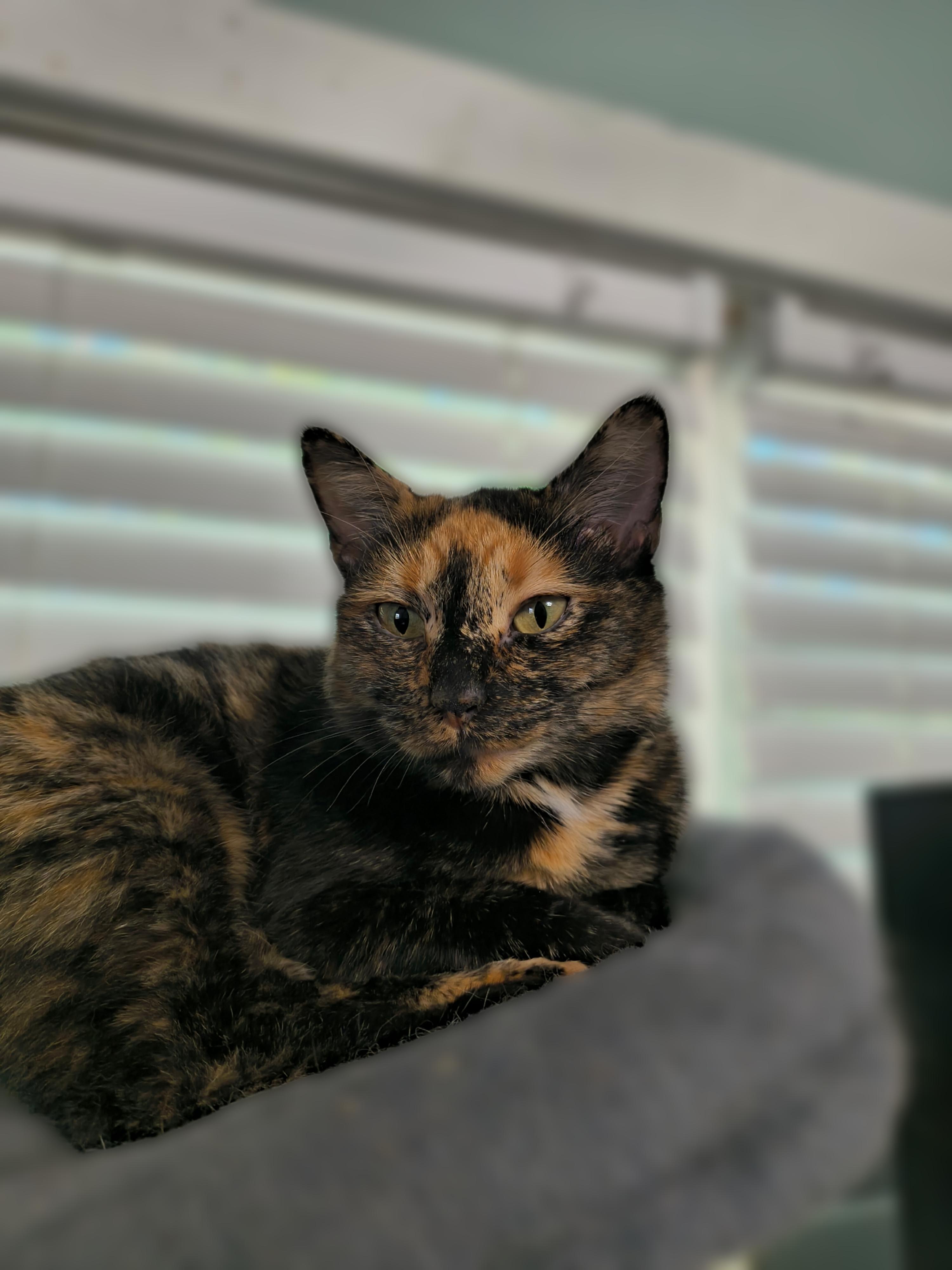 Enlarge Cindy, a Adoptable Domestic Short Hair in Fuauay Varina, NC image 2/2