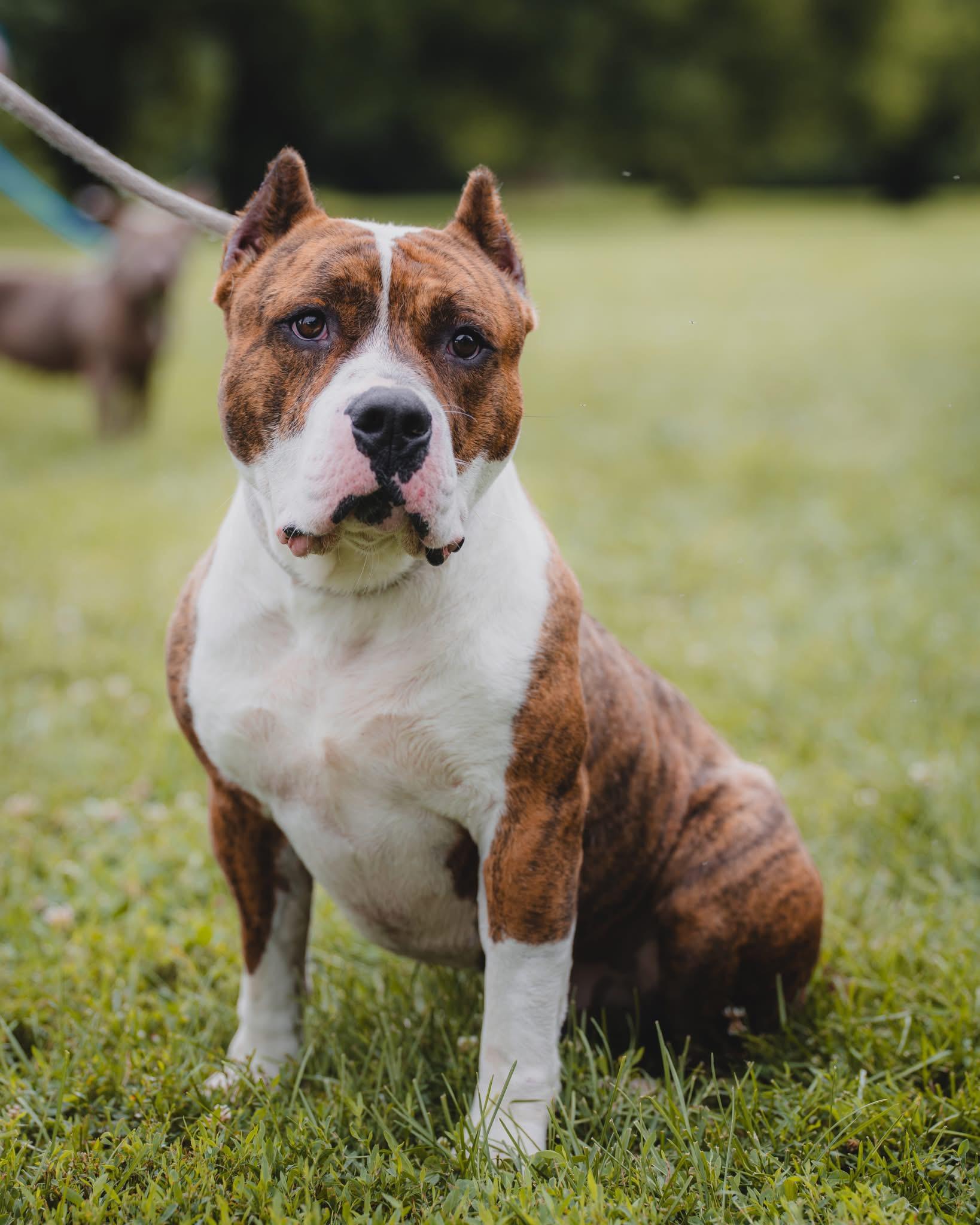 Hogan , an adoptable Pit Bull Terrier in Springfield, IL image 1/6