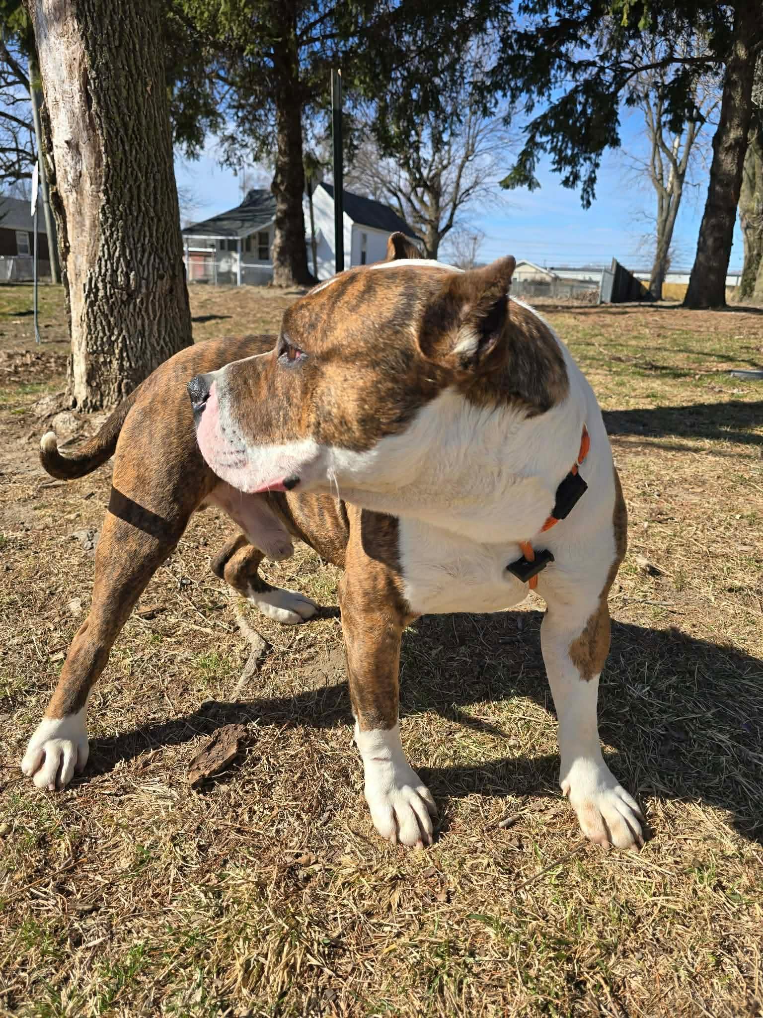 Hogan , an adoptable Pit Bull Terrier in Springfield, IL image 5/5