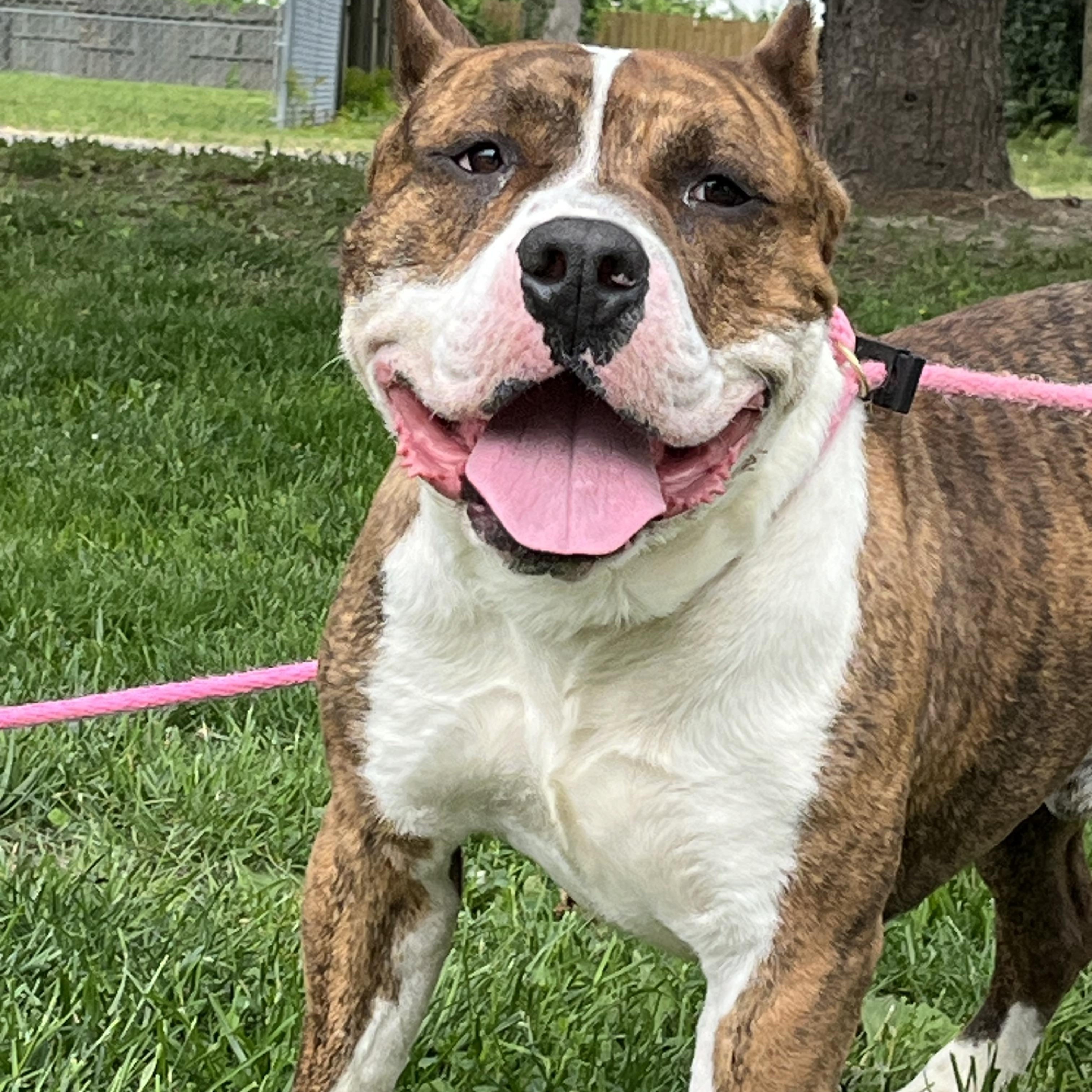 Hogan , adoptable, Adult Male Pit Bull Terrier.