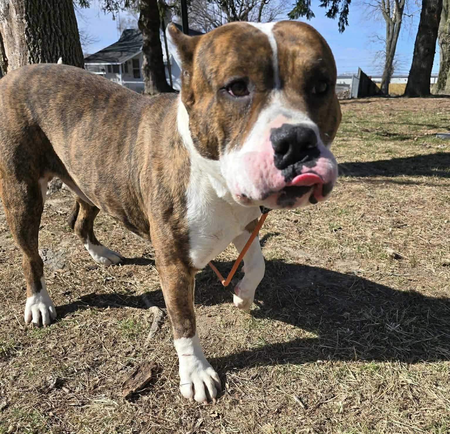 Hogan , an adoptable Pit Bull Terrier in Springfield, IL image 4/5