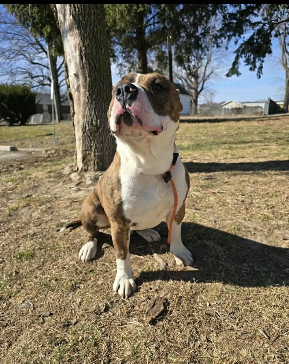Hogan , an adoptable Pit Bull Terrier in Springfield, IL image 2/5