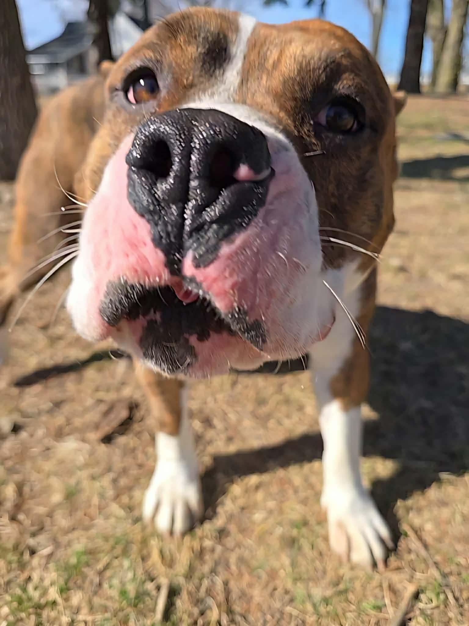 Hogan , an adoptable Pit Bull Terrier in Springfield, IL image 3/5
