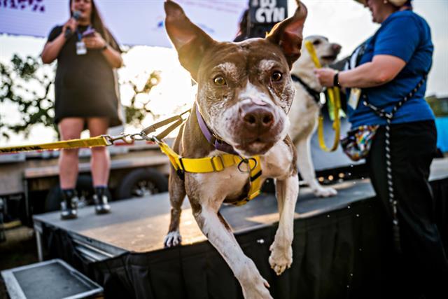 Forest, Adoptable, Adult Female Pit Bull Terrier.