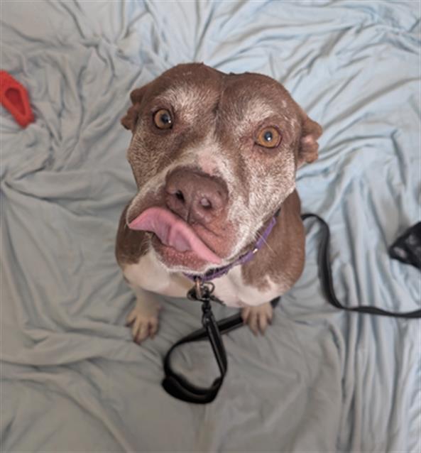 Enlarge Forest, a Adoptable Pit Bull Terrier in Fort Collins, CO image 2/2