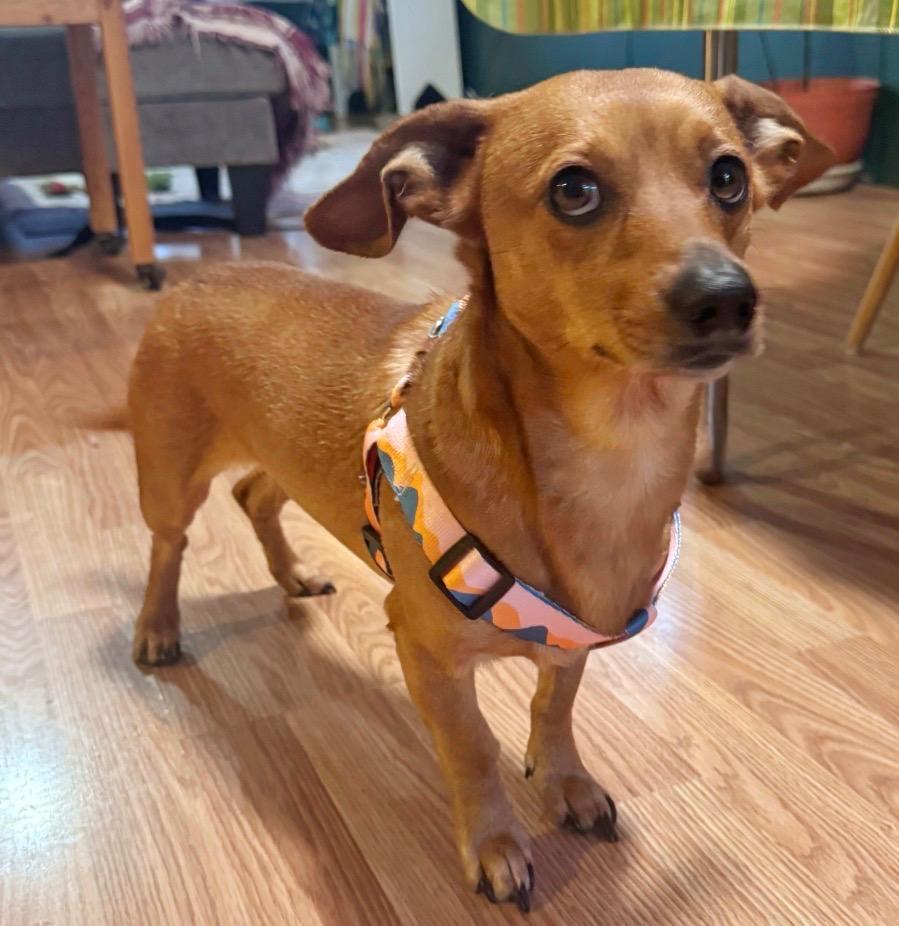 Scooby and Beans, adopted, Adult Male Dachshund & Chihuahua.