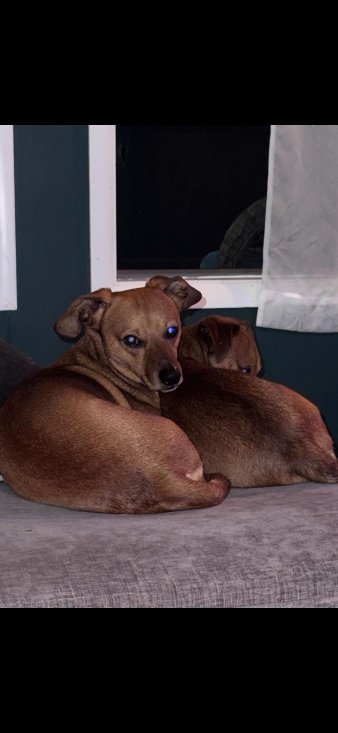 Enlarge Scooby and Beans, an adopted mixed breed in Bristol, TN image 3/3