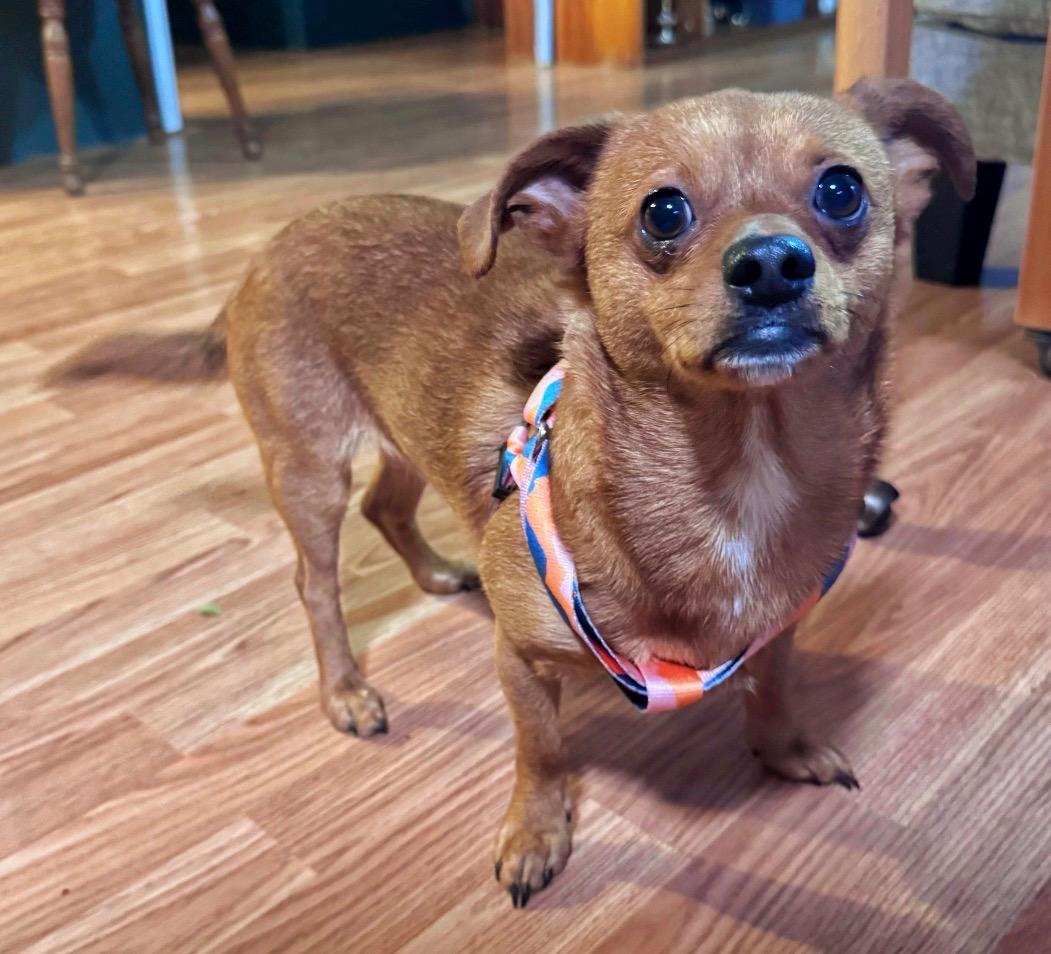 Enlarge Scooby and Beans, an adopted mixed breed in Bristol, TN image 2/3