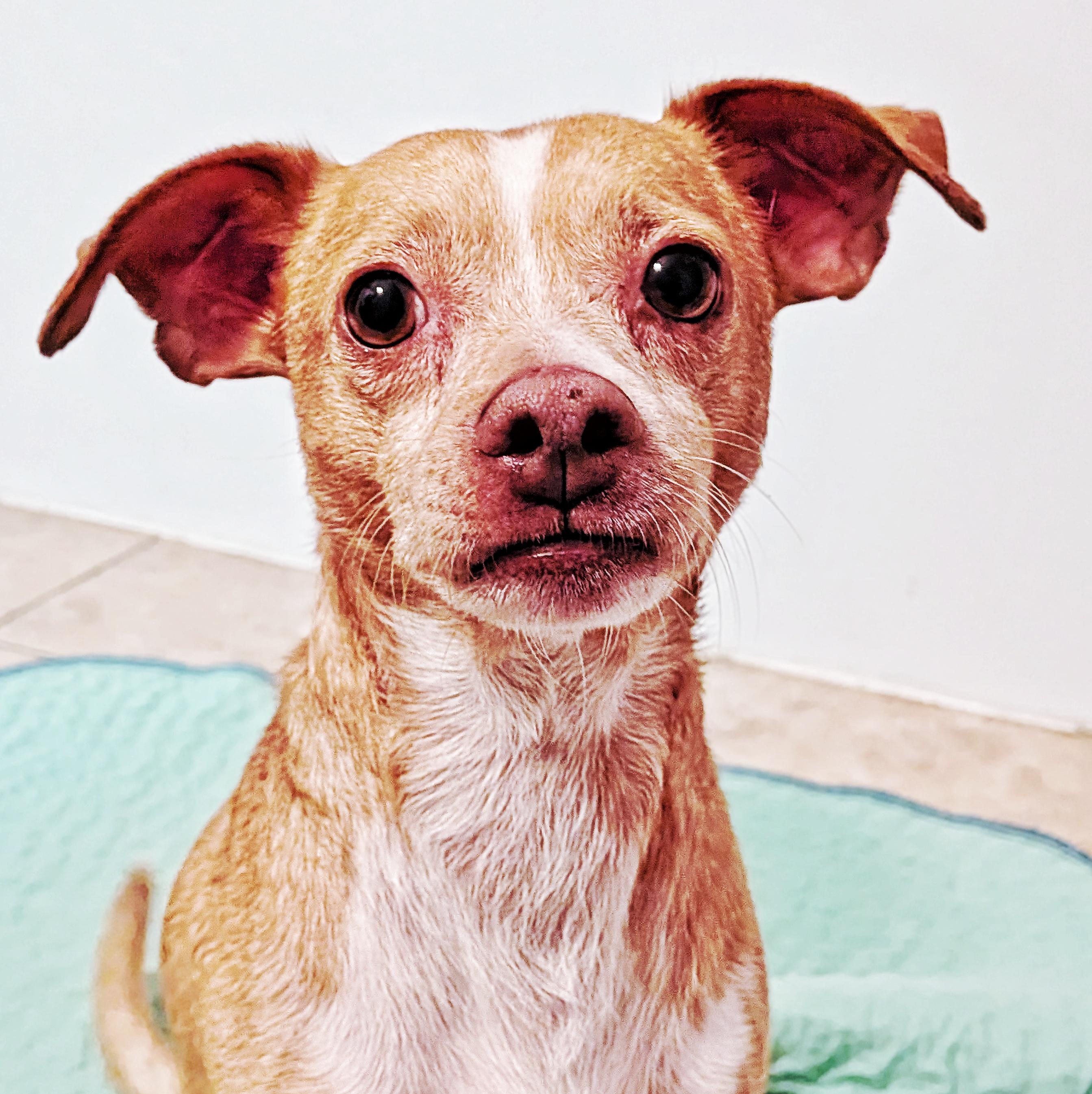 Blu, Adoptable, Adult Male Chihuahua & Jack Russell Terrier.