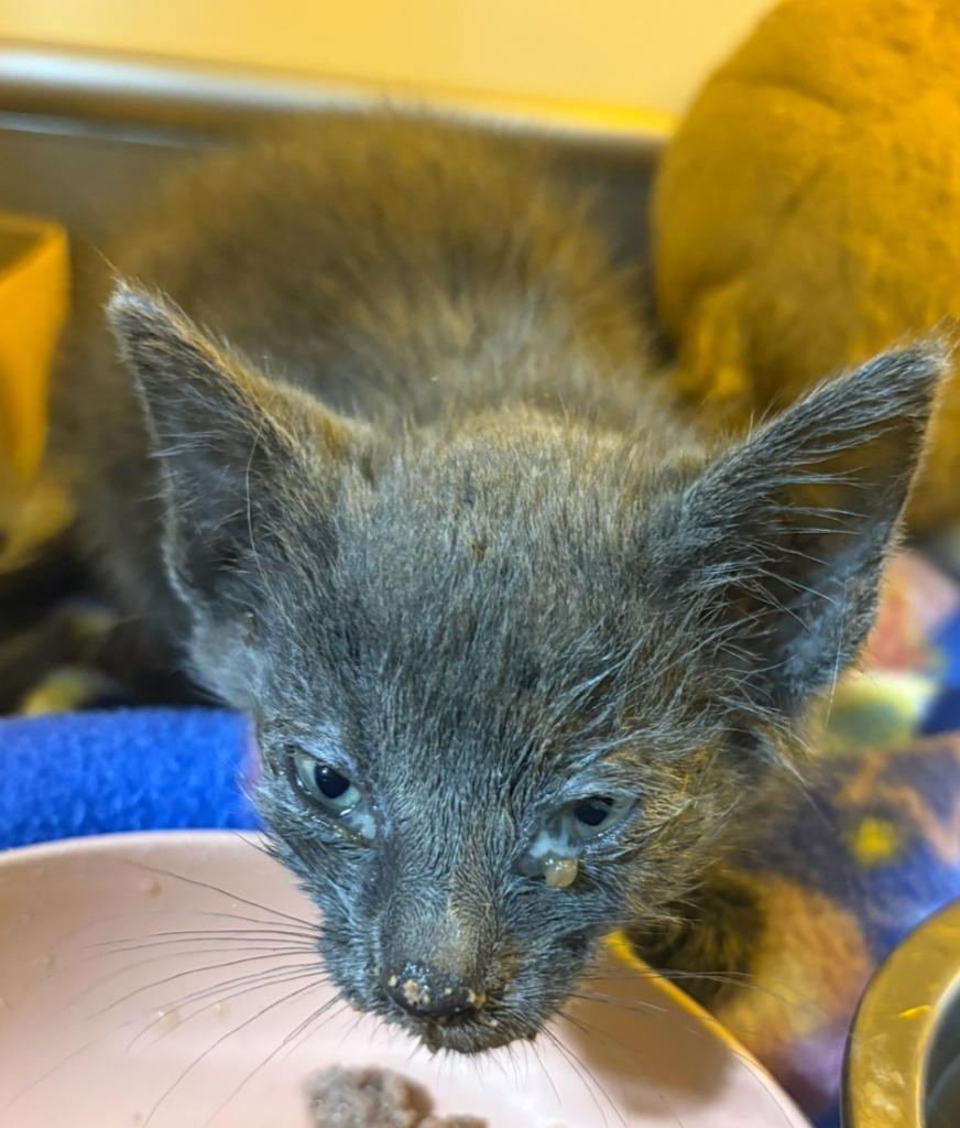 Robin, Adoptable, Kitten Female Domestic Short Hair.