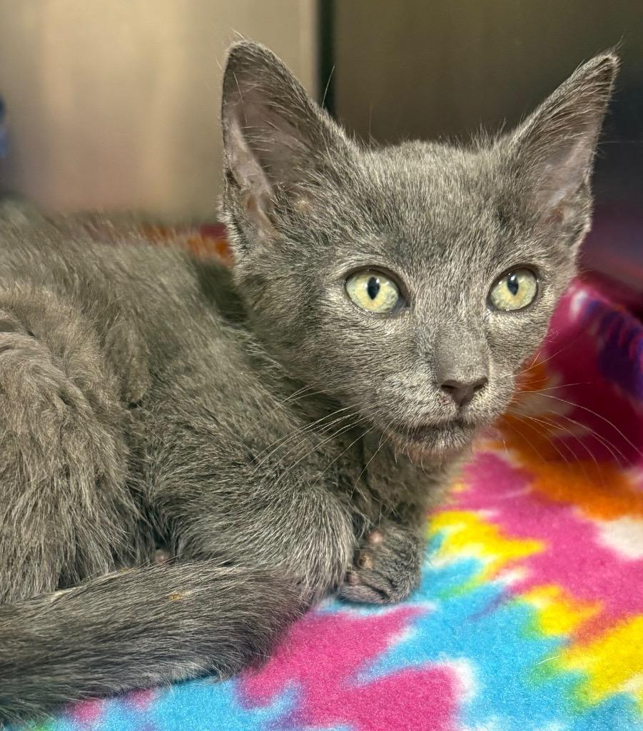 Robin, a Adoptable mixed breed in Corpus Christi, TX image 2/2