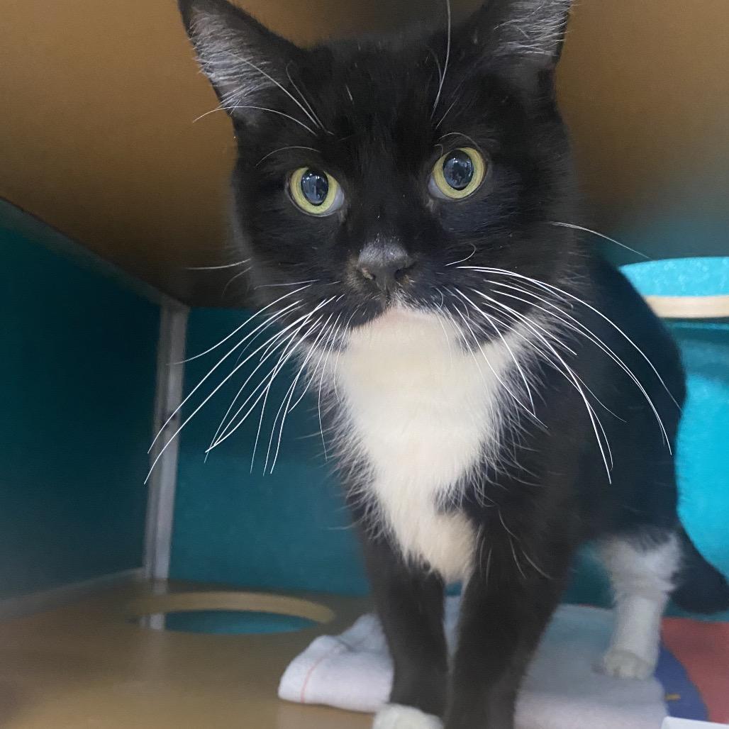 Moon Pie, Adoptable, Adult Female Domestic Short Hair.