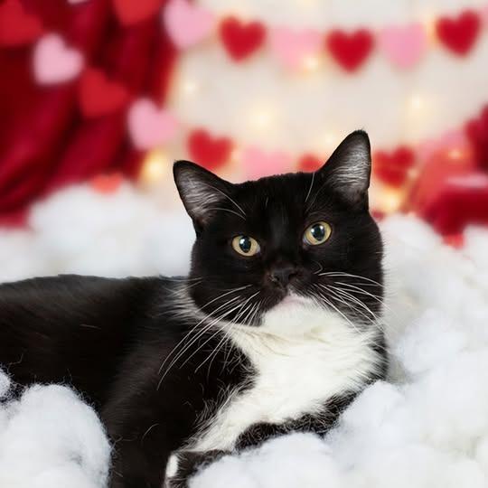 Enlarge Moon Pie, a Adoptable Domestic Short Hair in Belleville, IL image 2/4