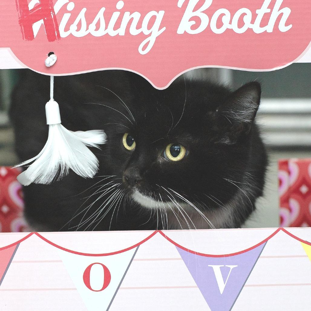 Enlarge Moon Pie, a Adoptable Domestic Short Hair in Belleville, IL image 3/4