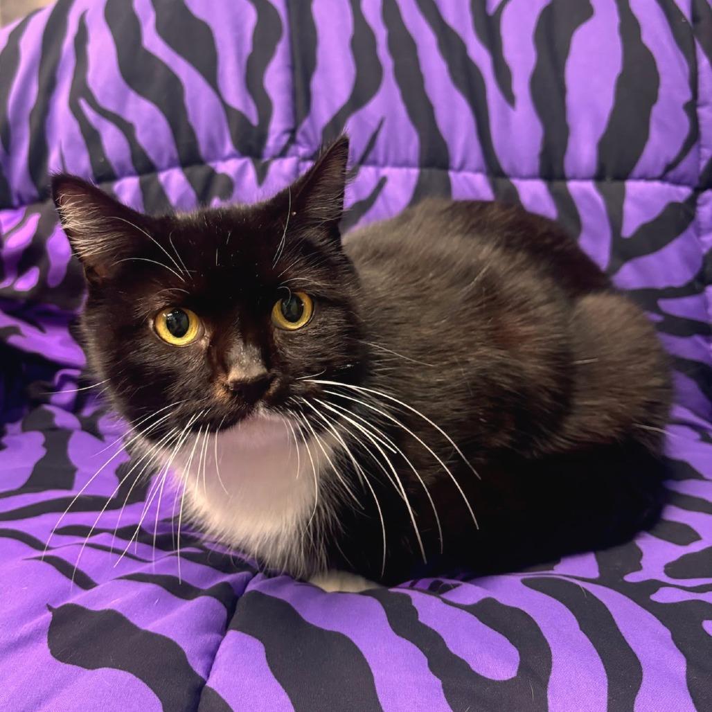 Moon Pie, Adoptable, Adult Female Domestic Medium Hair.