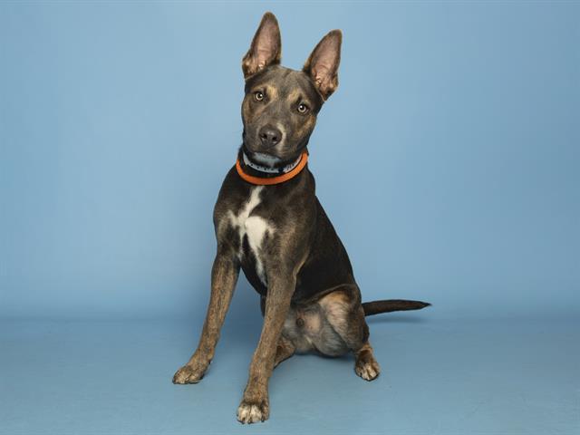 Enlarge PESTO, a Adoptable mixed breed in Phoenix, AZ image 1/1