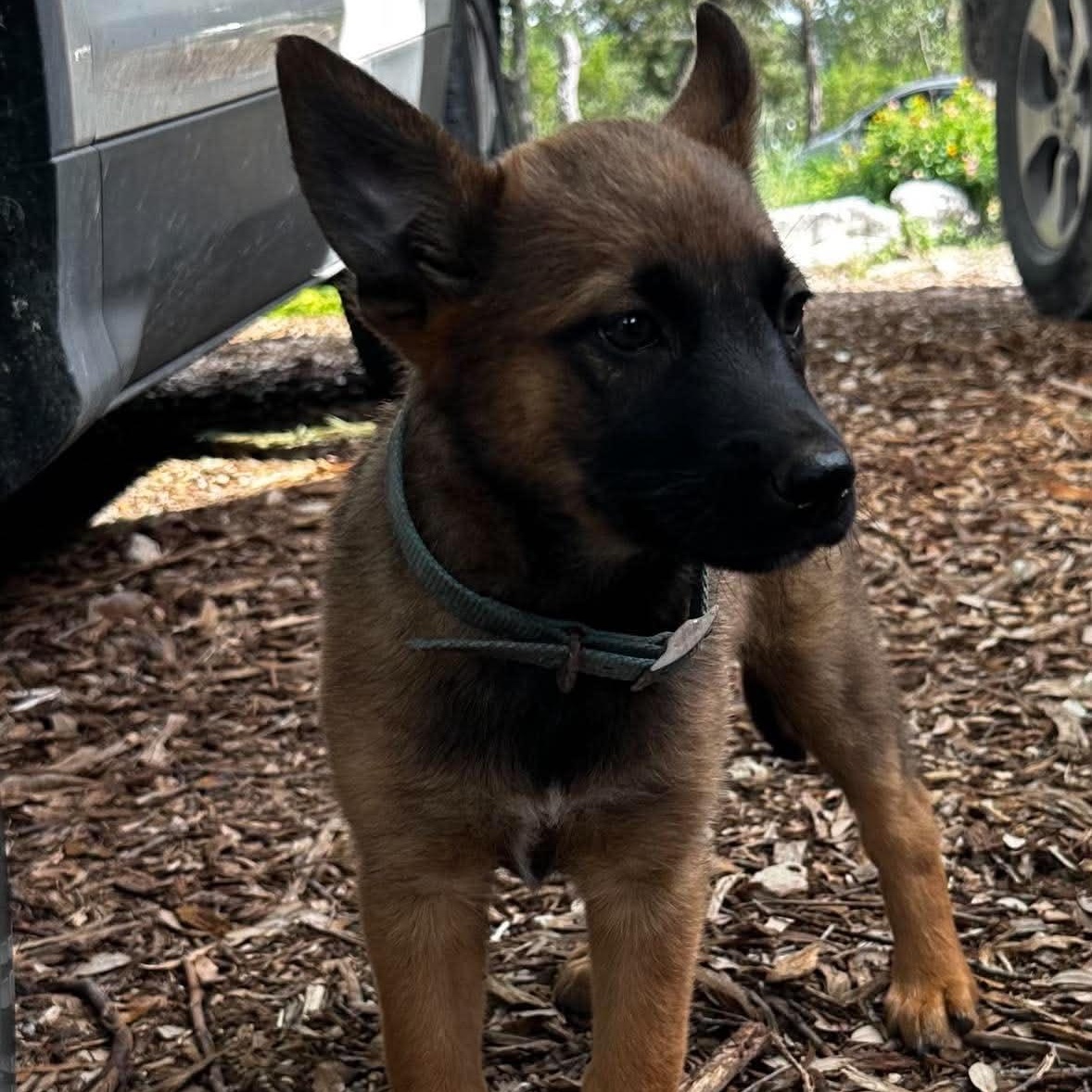 Robin, ADOPTABLE, Puppy Female Belgian Shepherd / Malinois.