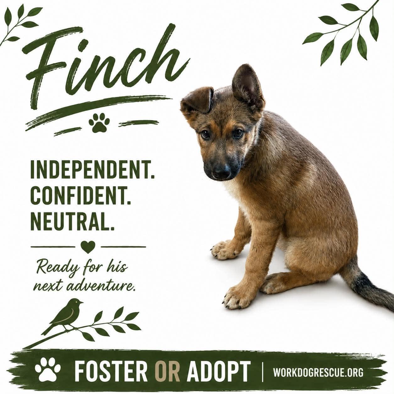Enlarge Robin, a ADOPTABLE mixed breed in Lockhart, TX image 3/6