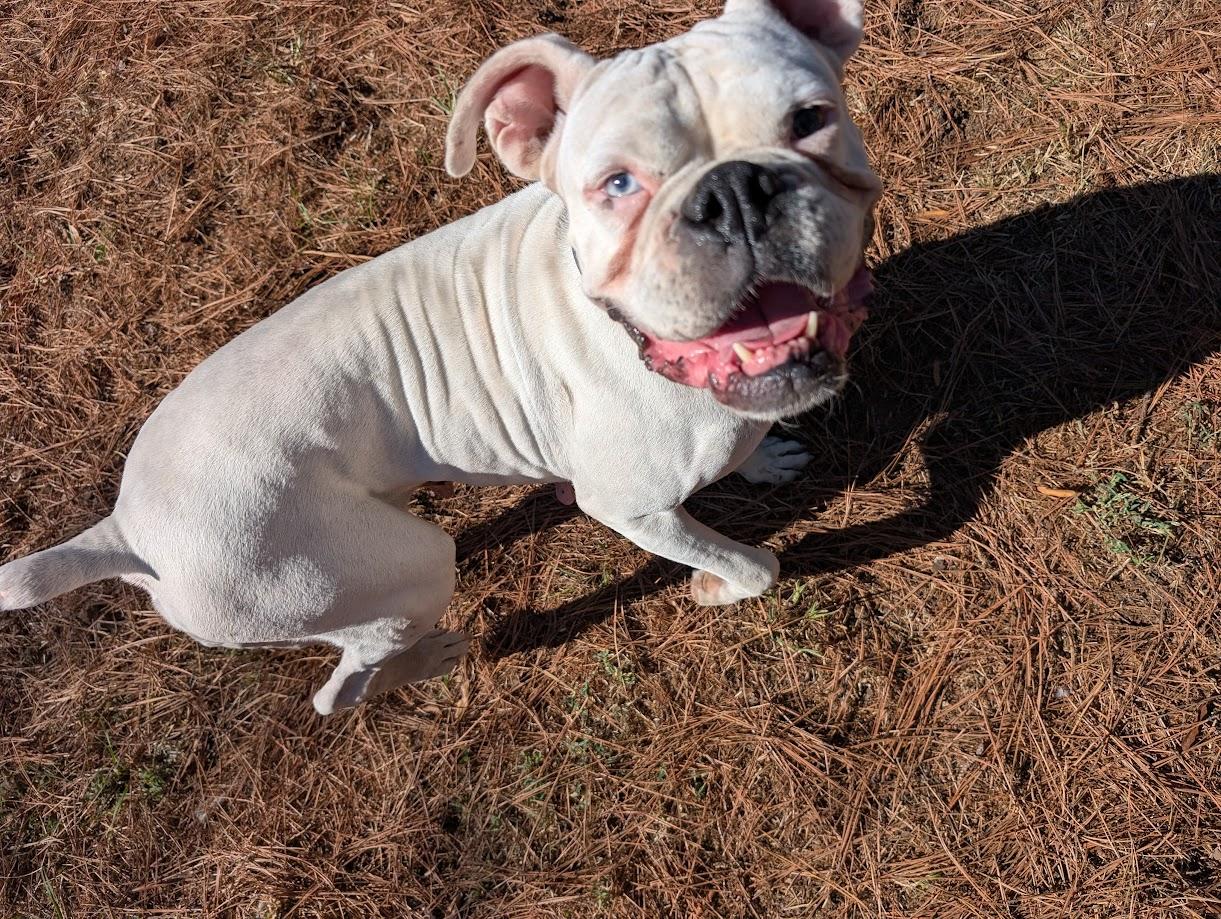 Freya, Adoptable, Adult Female Boxer.