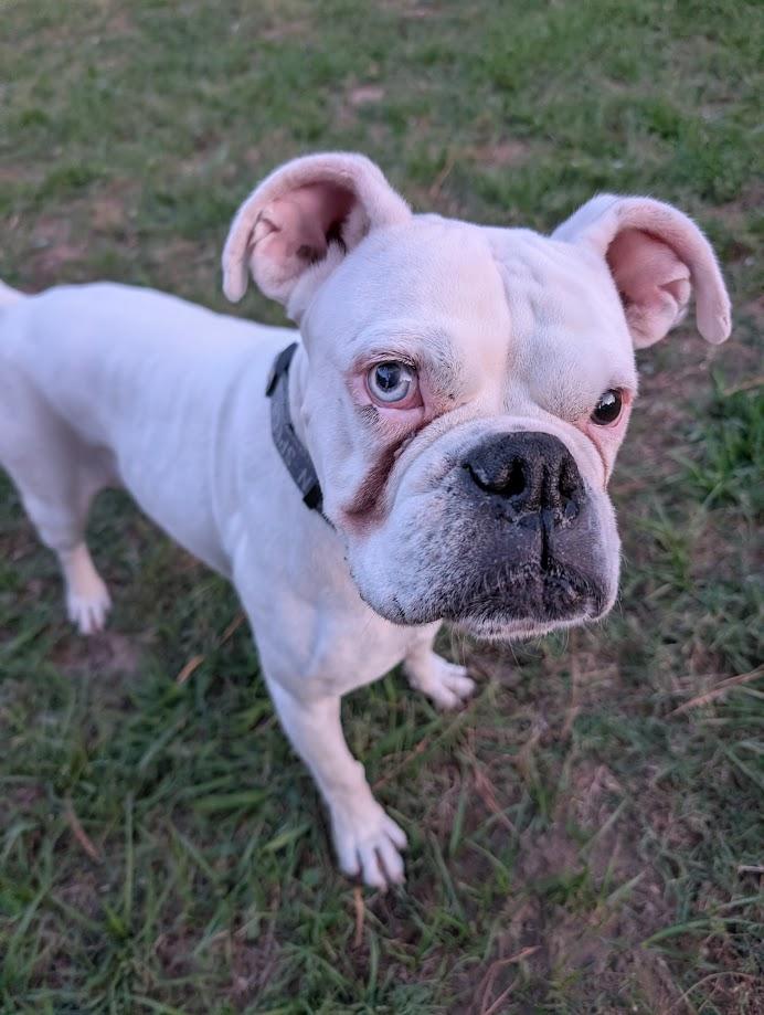Freya, Adoptable, Adult Female Boxer.