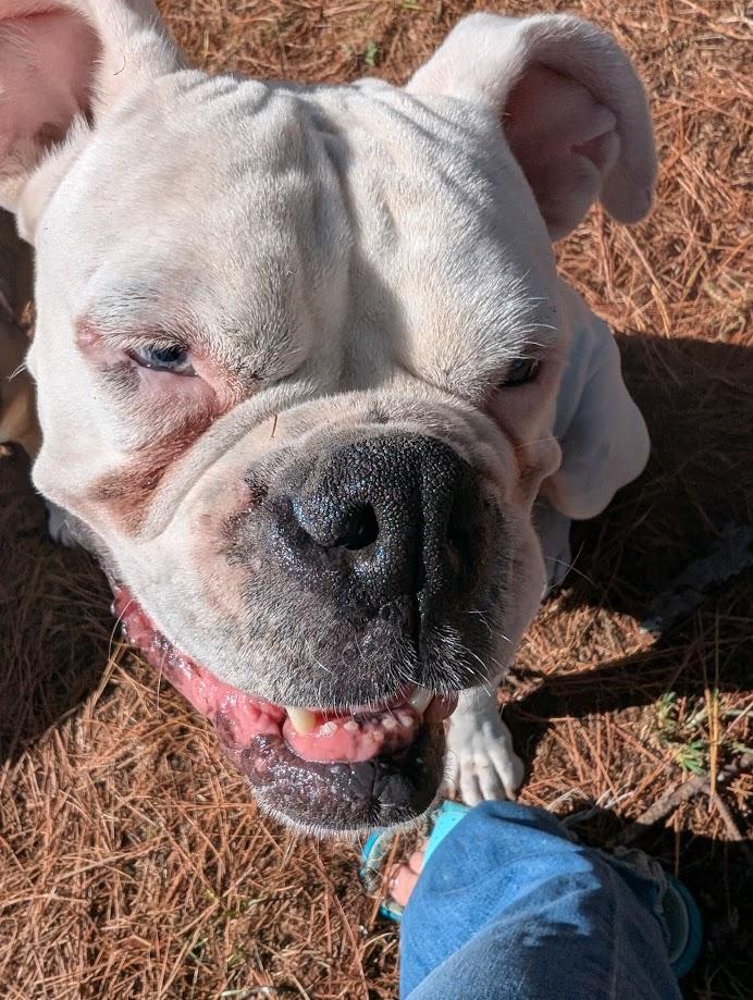 Enlarge Freya, a Adoptable Boxer in Amory, MS image 2/6