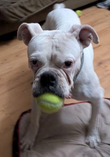 Enlarge Freya, a Adoptable Boxer in Amory, MS image 3/6