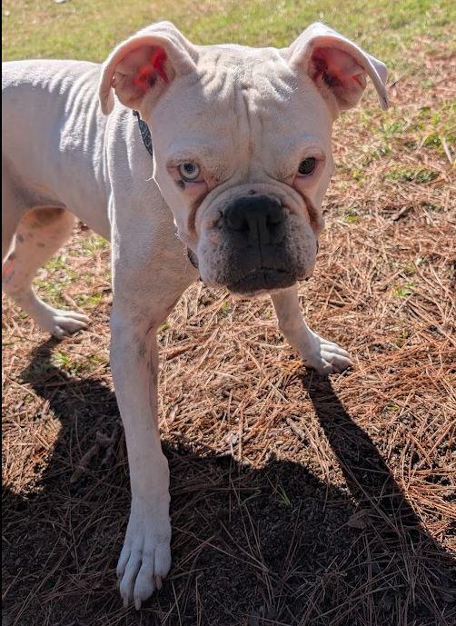 Enlarge Freya, a Adoptable Boxer in Amory, MS image 4/6