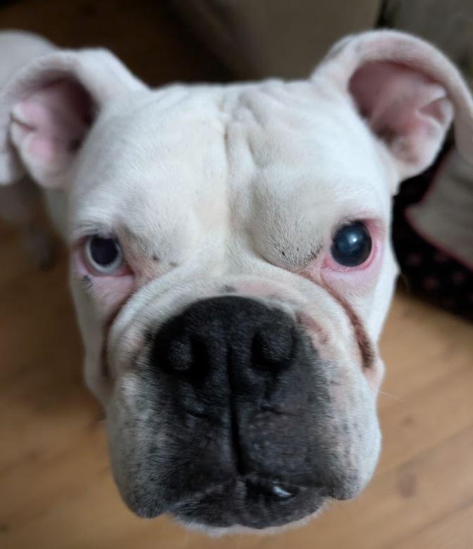 Enlarge Freya, a Adoptable Boxer in Amory, MS image 5/6