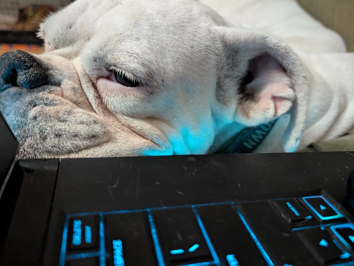 Enlarge Freya, a Adoptable Boxer in Amory, MS image 6/6