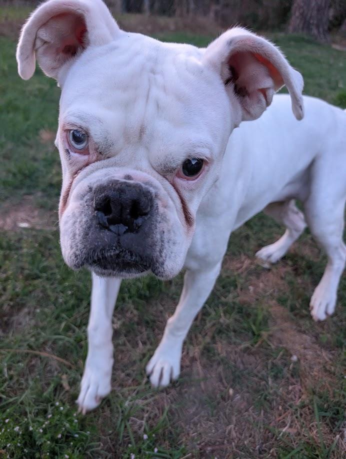Freya, a Adoptable Boxer in Amory, MS image 6/6