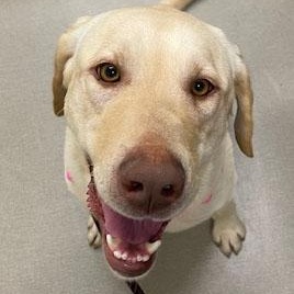 Daisy Mae, Adoptable, Young Female Labrador Retriever.