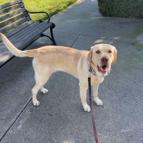 Enlarge Daisy Mae, a Adoptable Labrador Retriever in Sacramento, CA image 2/4