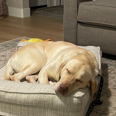 Enlarge Daisy Mae, a Adoptable Labrador Retriever in Sacramento, CA image 3/4
