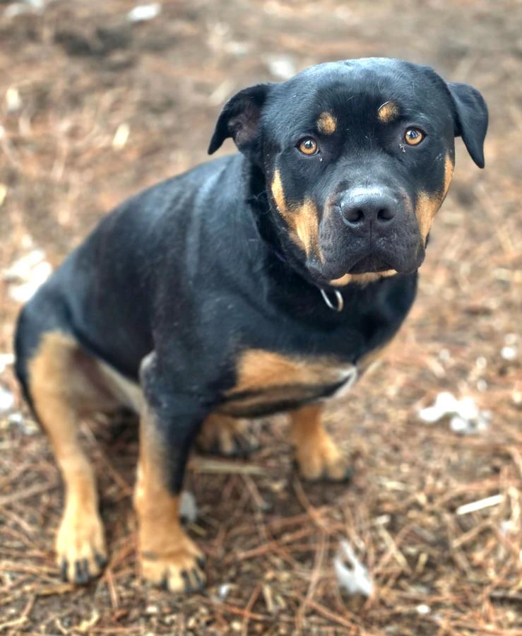 Enlarge Rocky, a Adoptable mixed breed in Elk, WA image 5/6