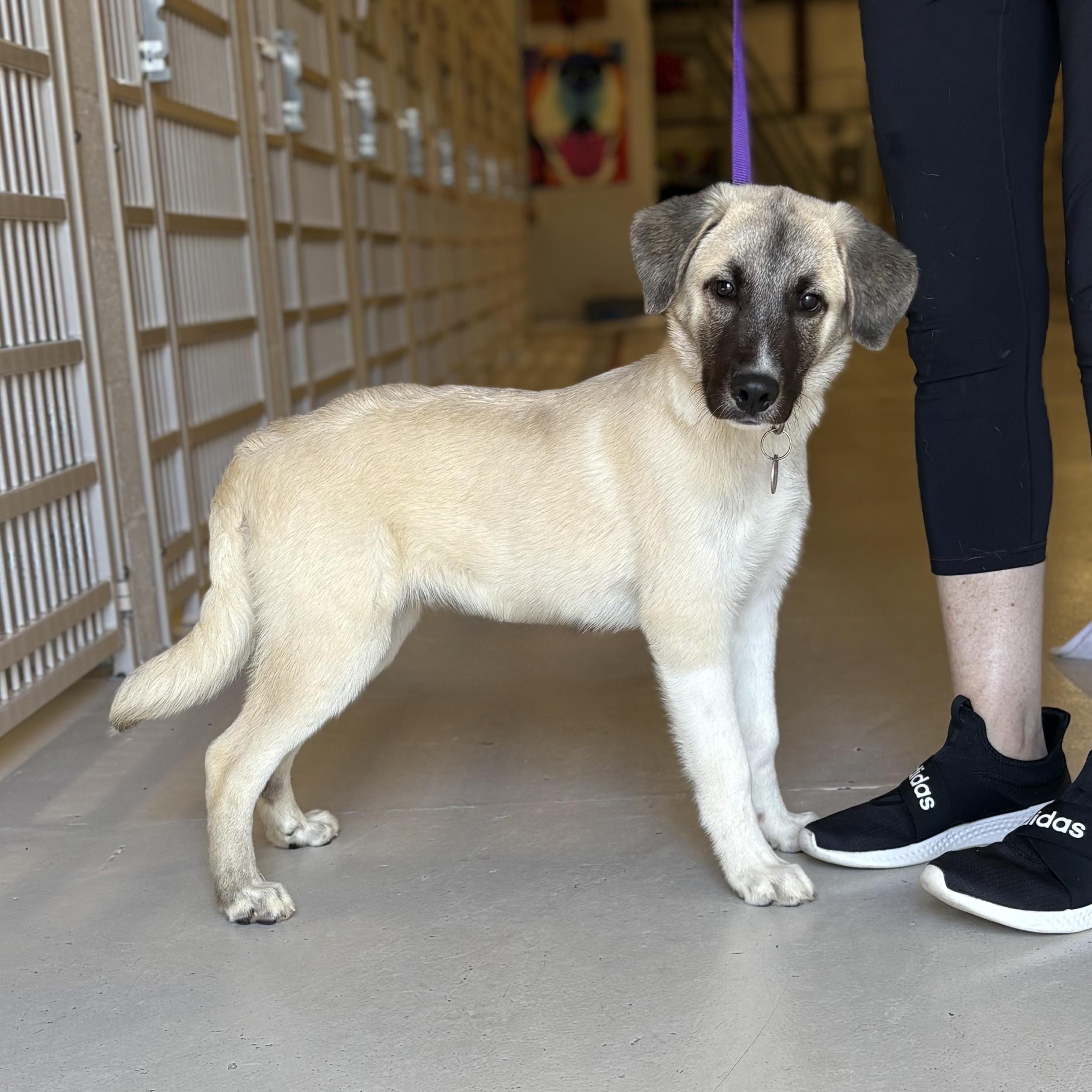 Burlap & Bernard Bonded Pair- BOGO Adoption Fee!, a Adoptable Anatolian Shepherd in Chicago, IL image 1/2