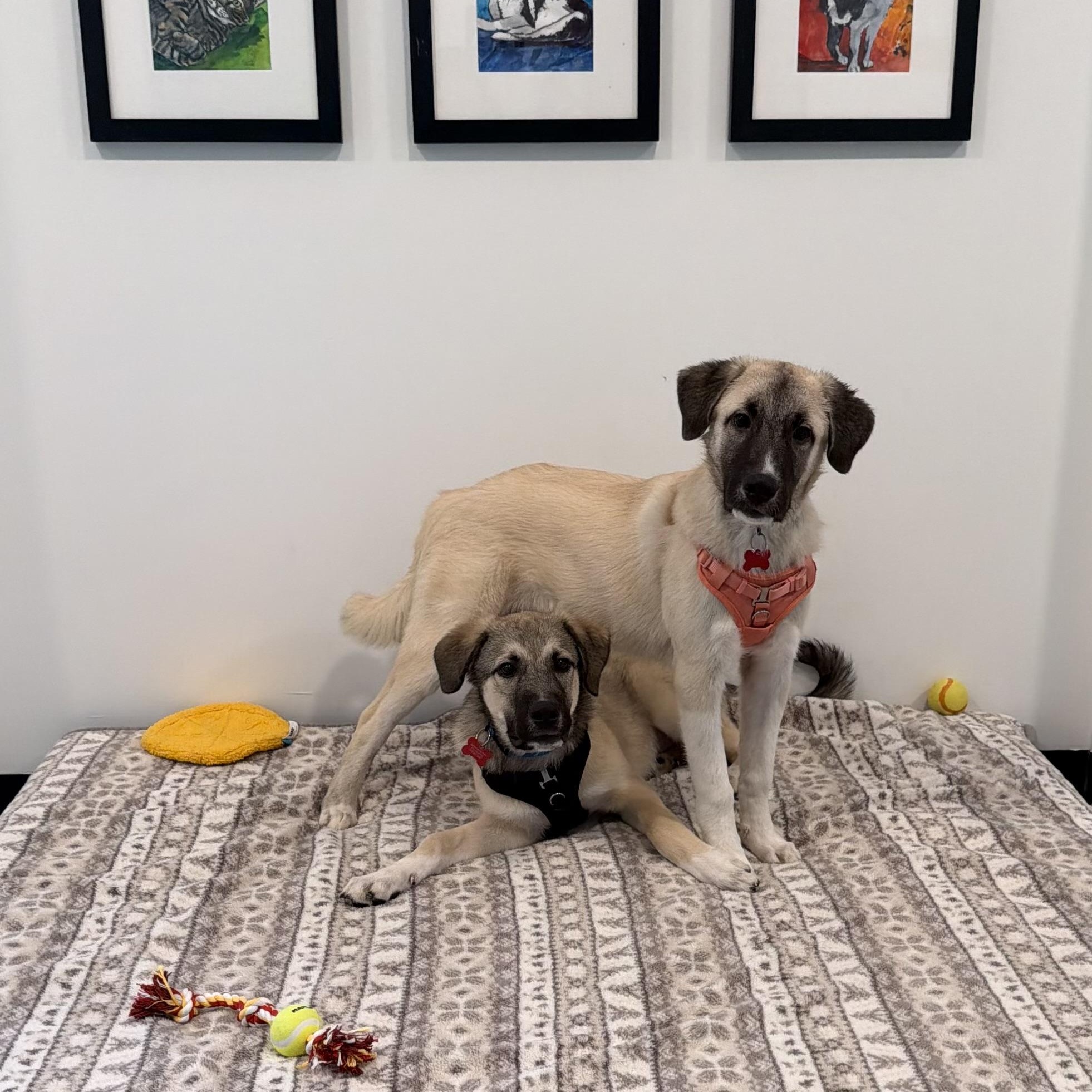 Burlap & Bernard Bonded Pair- BOGO Adoption Fee!, a Adoptable Anatolian Shepherd in Chicago, IL image 2/2
