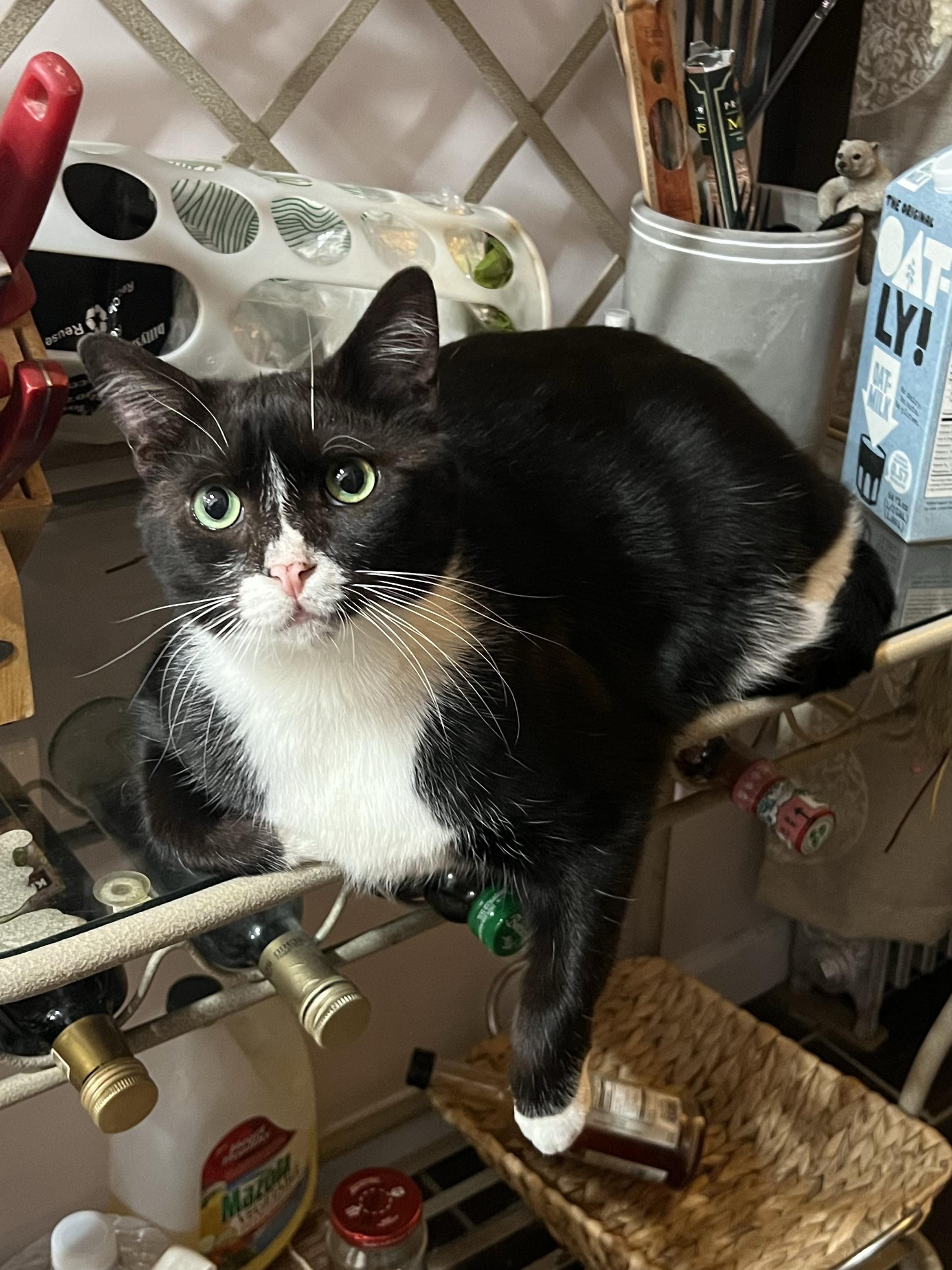 Enlarge Aidan & Seamus , a ADOPTABLE Domestic Short Hair in New York, NY image 3/6